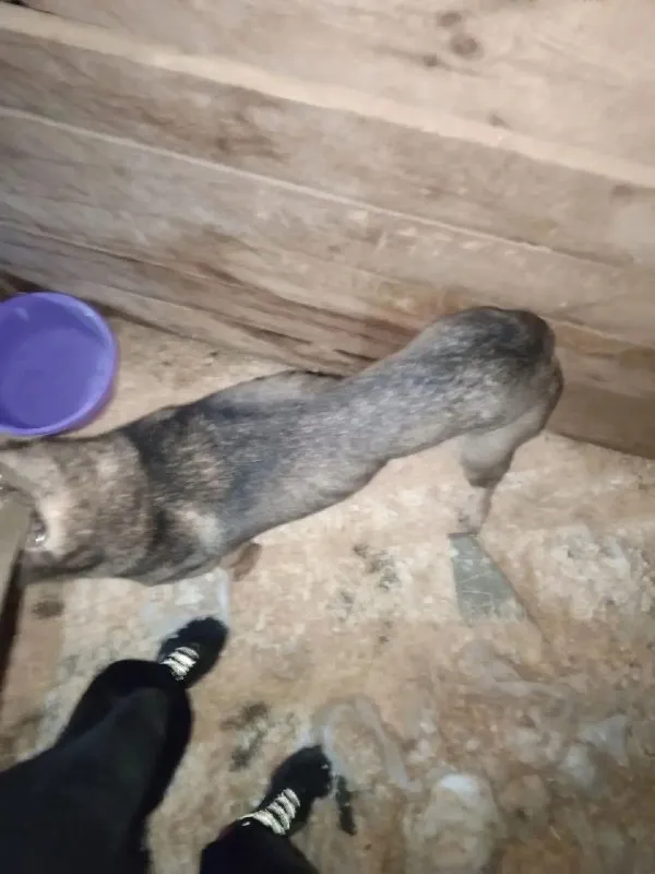 Adoptable pet in Nizhny Novgorod — identification photo, lost & found pet database Pathfinder