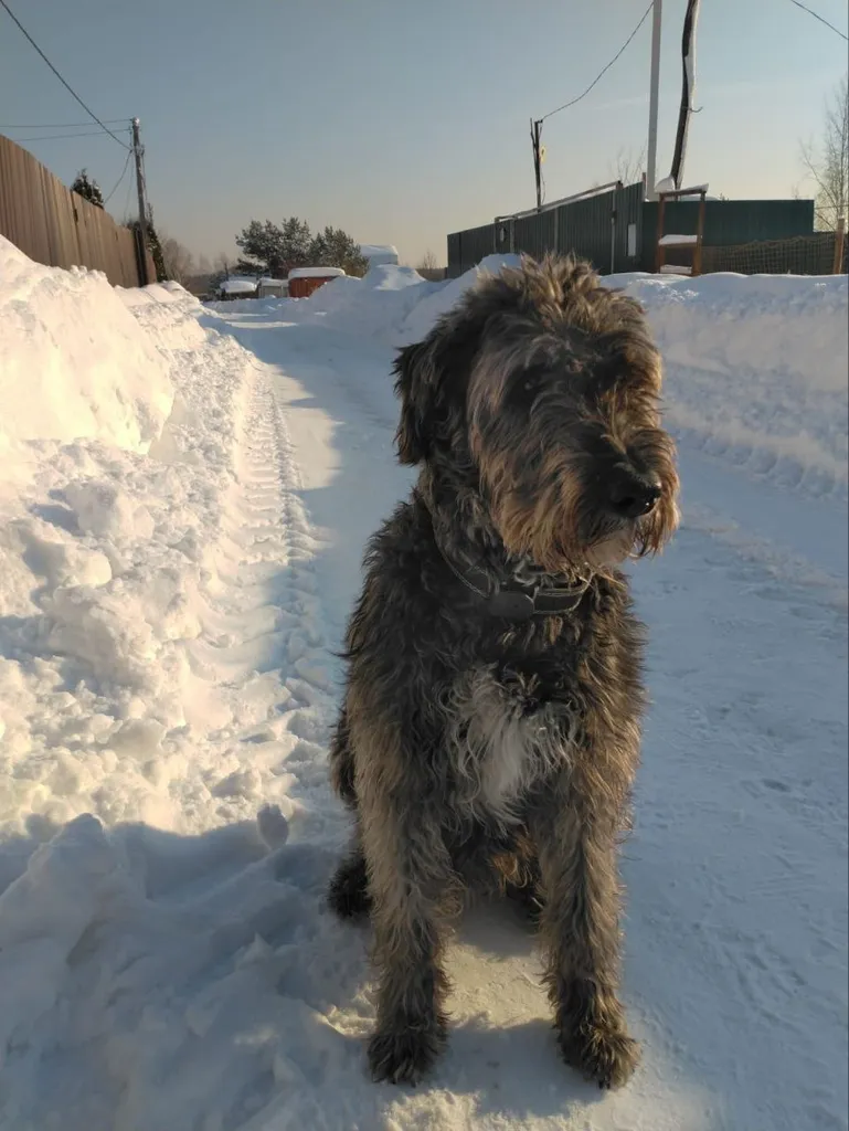 Lost dog, похож на терьера in Solnechnogorsk — identification photo, lost & found pet database Pathfinder