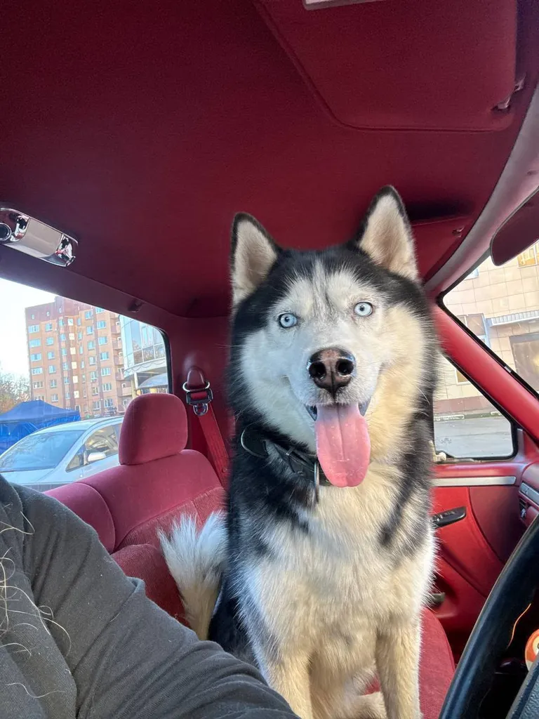 Found dog, хаски in Dedovsk — identification photo, lost & found pet database Pathfinder