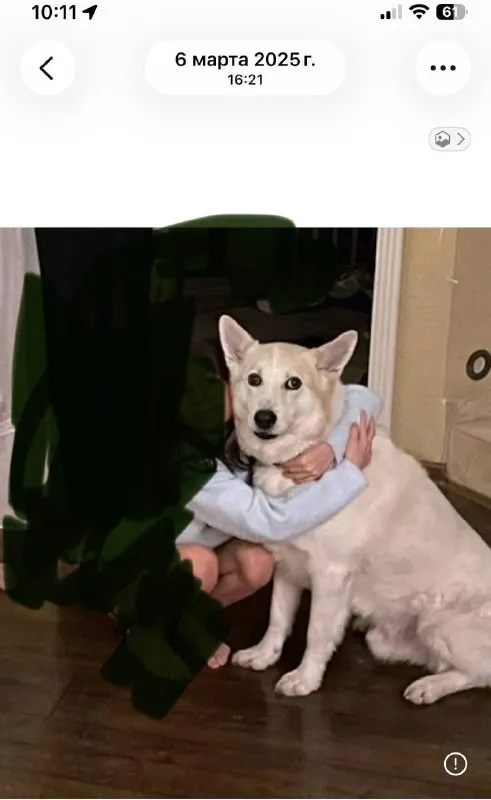 Lost white dog, метис in Ganusovo — identification photo, lost & found pet database Pathfinder