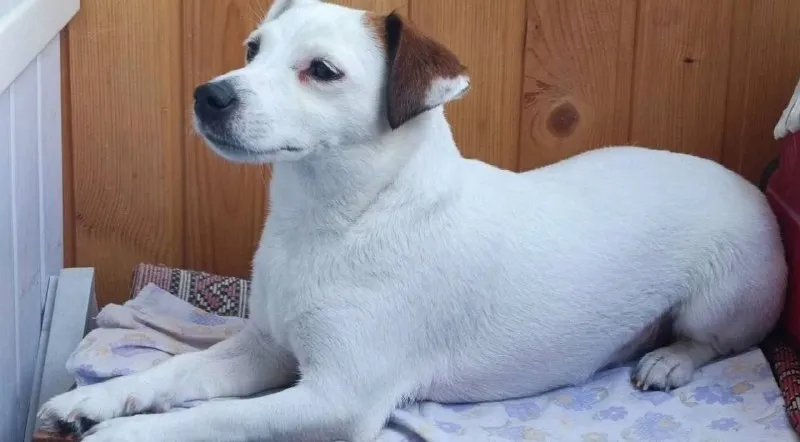 Lost white dog, джек-рассел-терьер in Sokolniki — identification photo, lost & found pet database Pathfinder