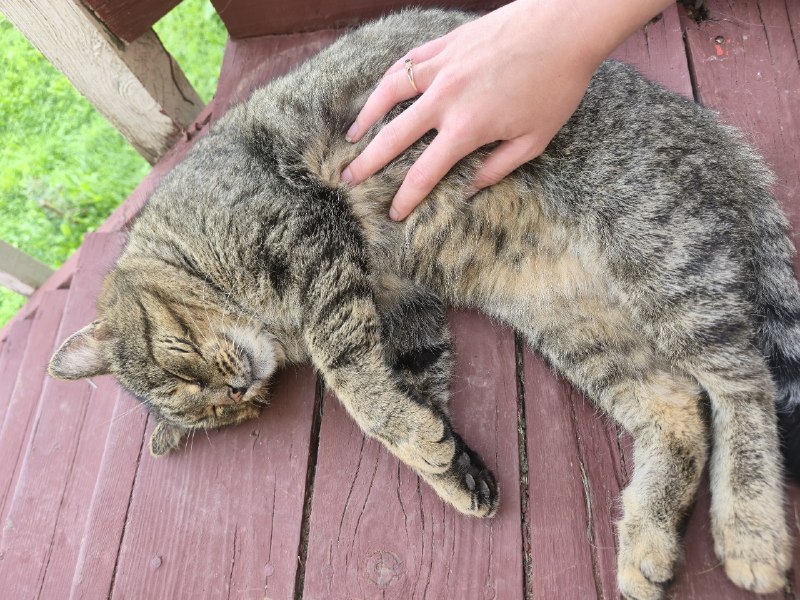 Lost brown cat in Perm — identification photo, lost & found pet database Pathfinder