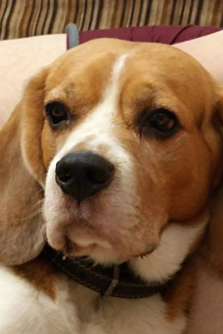 Lost brown dog, бигль in Novosibirsk — identification photo, lost & found pet database Pathfinder