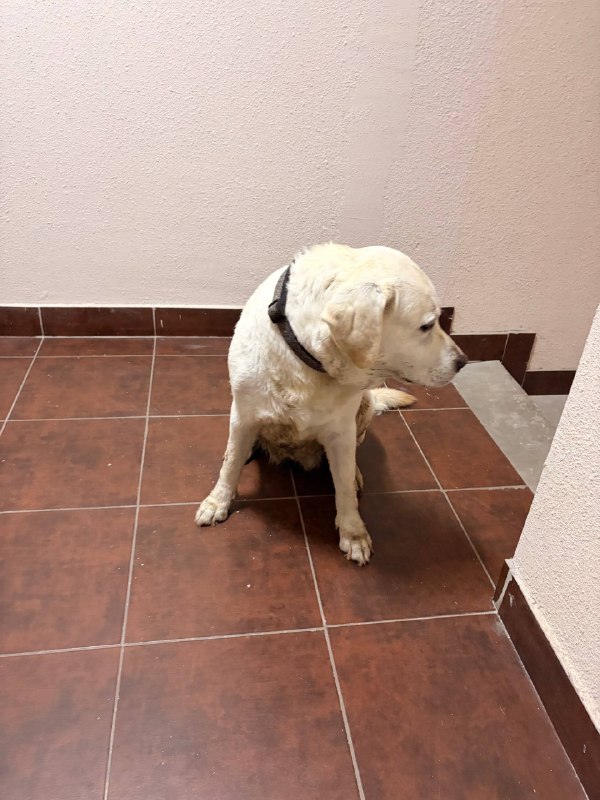 Found cream dog, лабрадор in Podolsk — identification photo, lost & found pet database Pathfinder