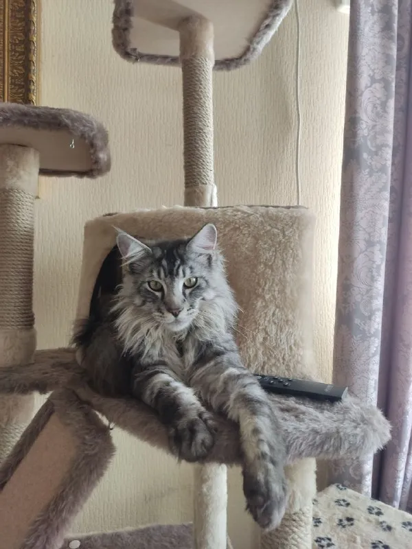 Lost gray cat, мей-кун in Vishnyakovo — identification photo, lost & found pet database Pathfinder
