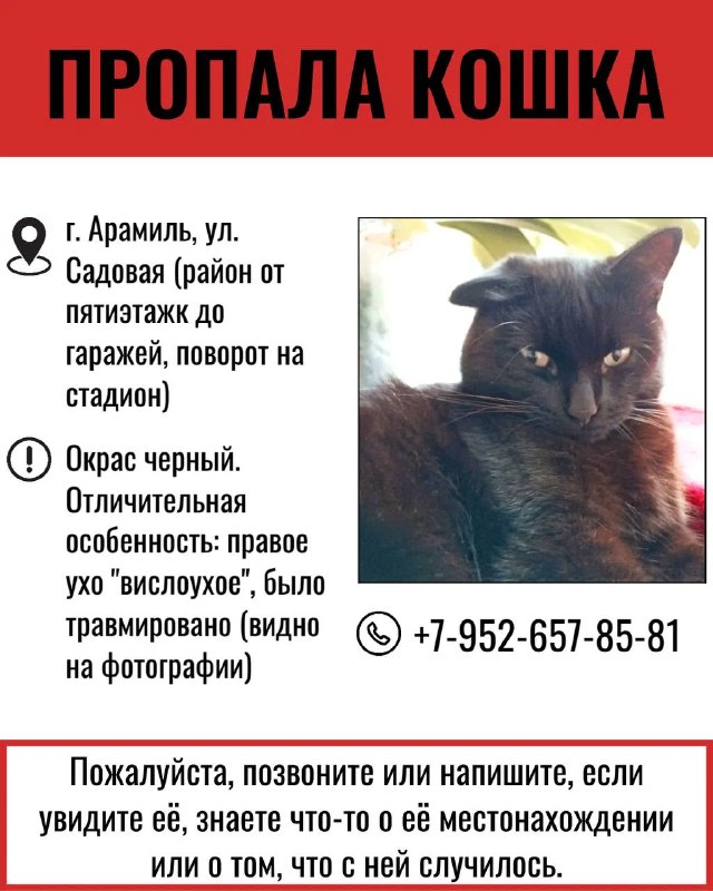 Lost cat in Aramil — identification photo, lost & found pet database Pathfinder