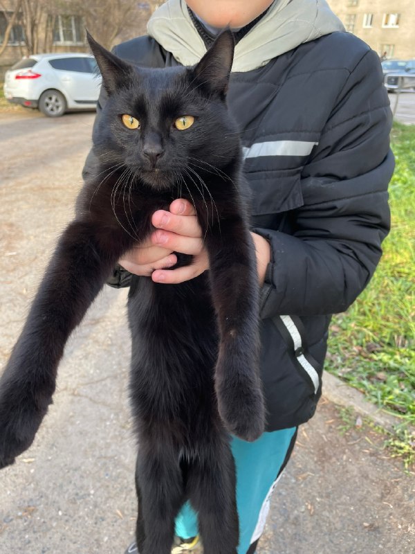 Found black cat in Perm — identification photo, lost & found pet database Pathfinder