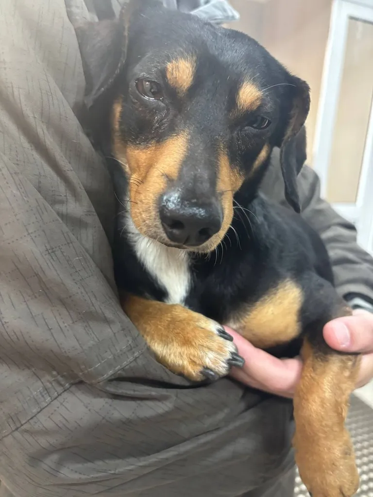 Found dog, такса in Lefortovo — identification photo, lost & found pet database Pathfinder