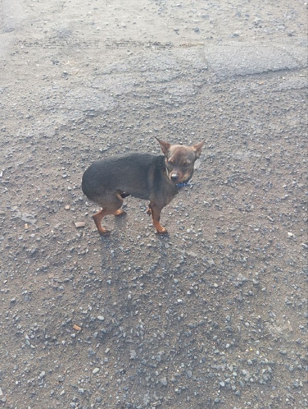 Found brown dog in Omsk — identification photo, lost & found pet database Pathfinder