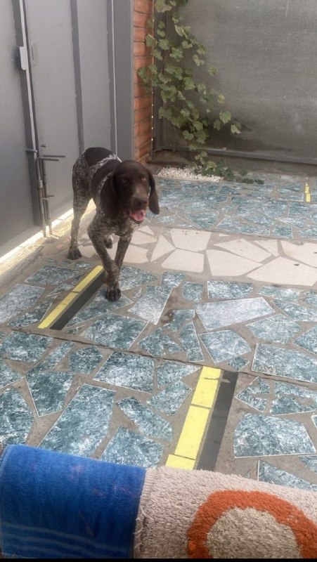Found brown dog in Volgograd — identification photo, lost & found pet database Pathfinder