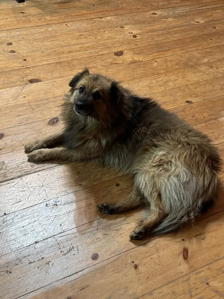 Found dog in Chekhov — identification photo, lost & found pet database Pathfinder