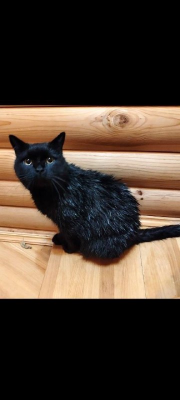 Lost black cat in Steblevo — identification photo, lost & found pet database Pathfinder