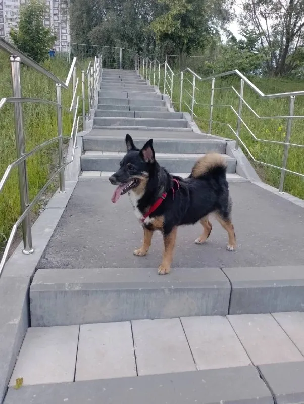 Lost ginger dog in Kosino Ukhtomskiy — identification photo, lost & found pet database Pathfinder