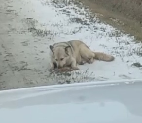 Found dog in Poselok Krupskoy — identification photo, lost & found pet database Pathfinder