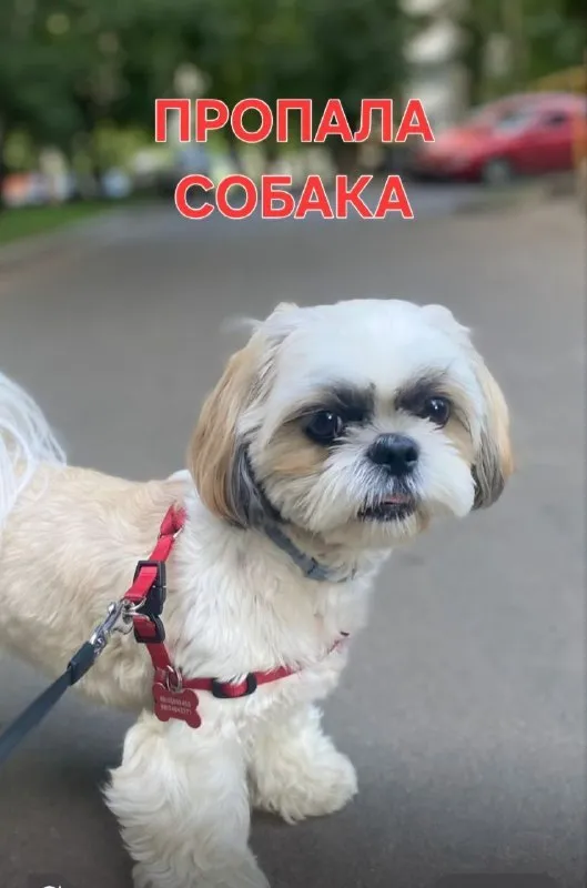 Lost white dog, ши-тцу in Troitsk — identification photo, lost & found pet database Pathfinder