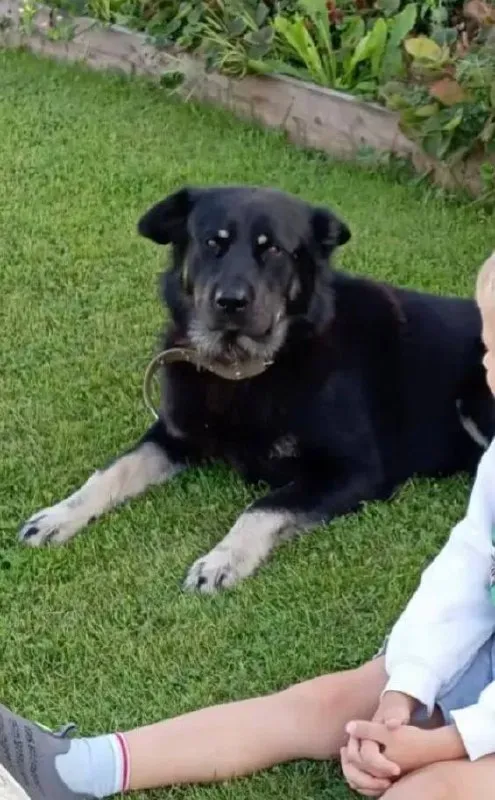 Lost black dog in Kubinka — identification photo, lost & found pet database Pathfinder