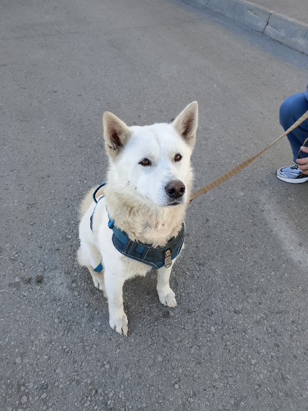 Found white dog, метис хаски in Perm — identification photo, lost & found pet database Pathfinder