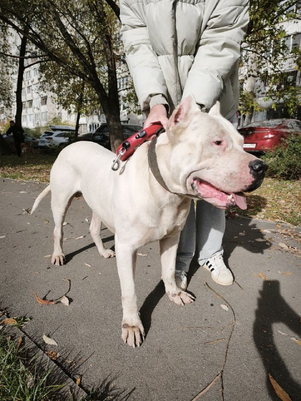 Found white dog, аргентинский дог in Reutov — identification photo, lost & found pet database Pathfinder