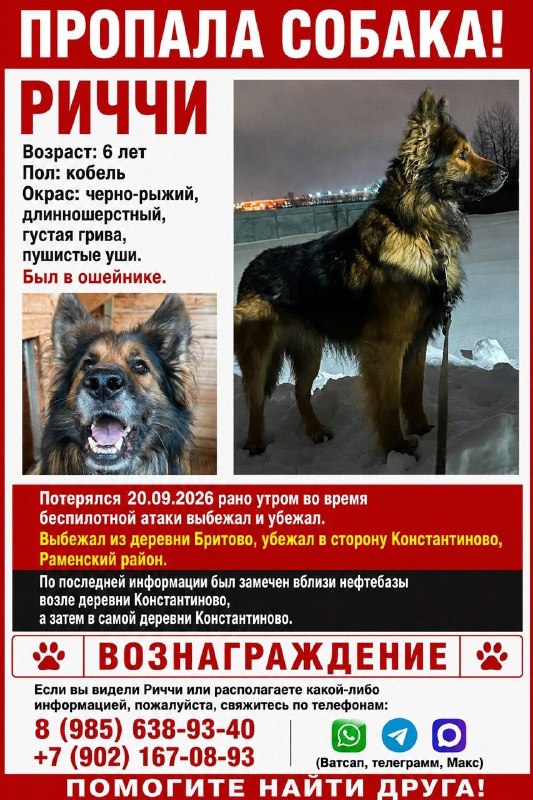Lost brown dog, немецкая овчарка in Ramenskoe — identification photo, lost & found pet database Pathfinder