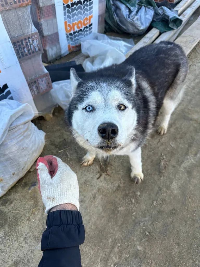 Found dog, хаски in Lyubertsy — identification photo, lost & found pet database Pathfinder
