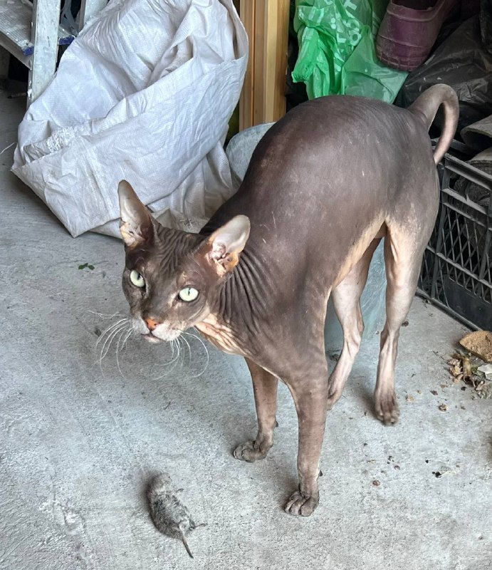 Lost gray cat in Omsk — identification photo, lost & found pet database Pathfinder