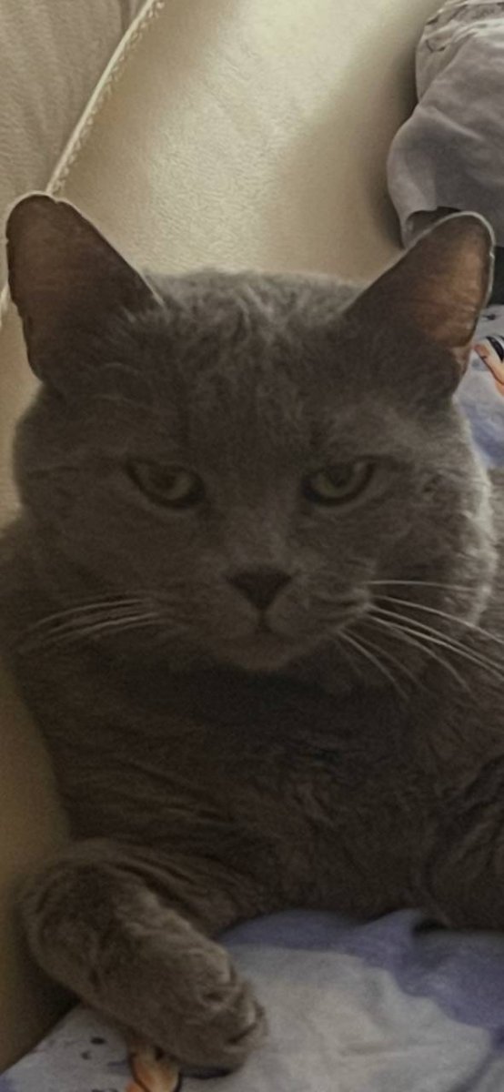 Lost gray cat, британская короткошерстная in Moscow — identification photo, lost & found pet database Pathfinder