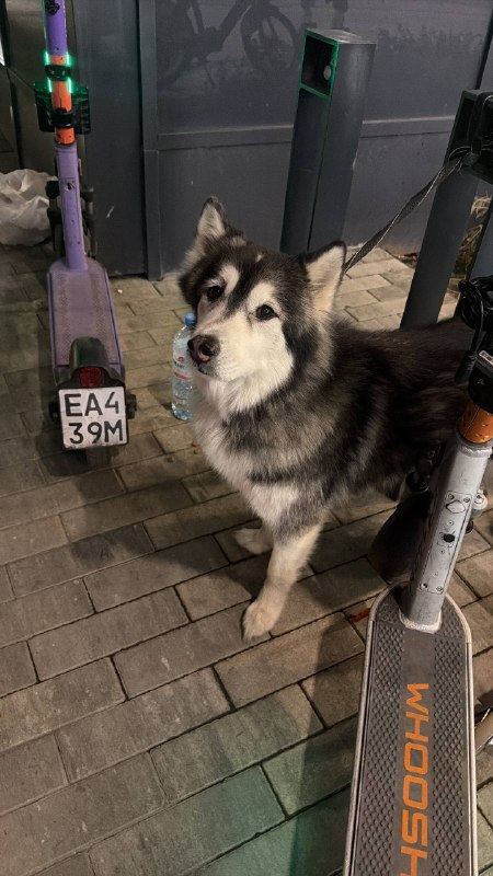 Found white dog, хаски in Moscow — identification photo, lost & found pet database Pathfinder