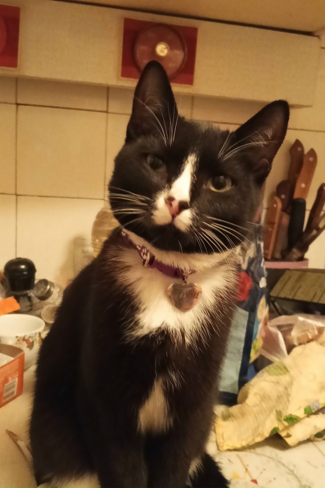 Lost cat in Novosibirsk — identification photo, lost & found pet database Pathfinder