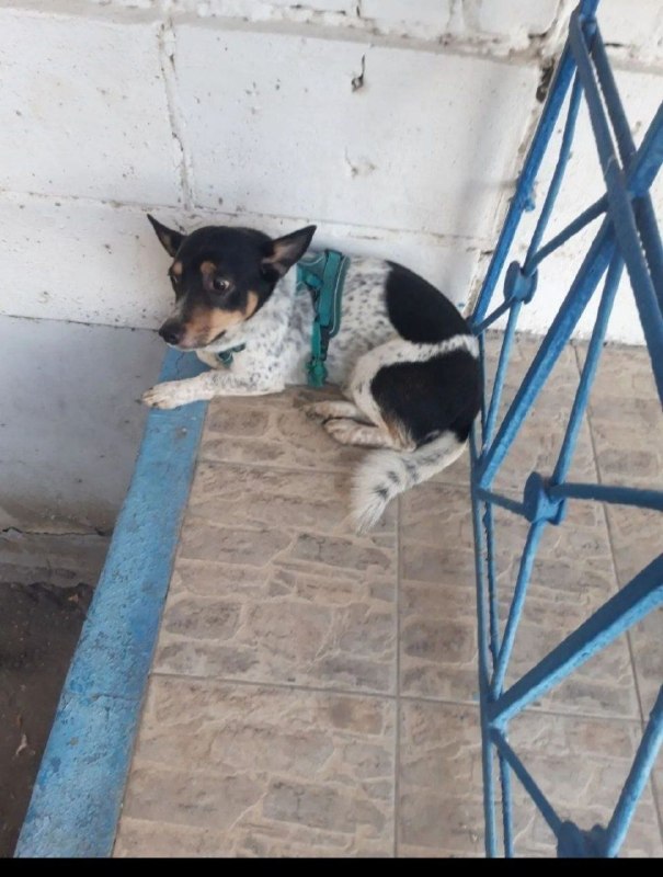 Lost white dog in Volgograd — identification photo, lost & found pet database Pathfinder