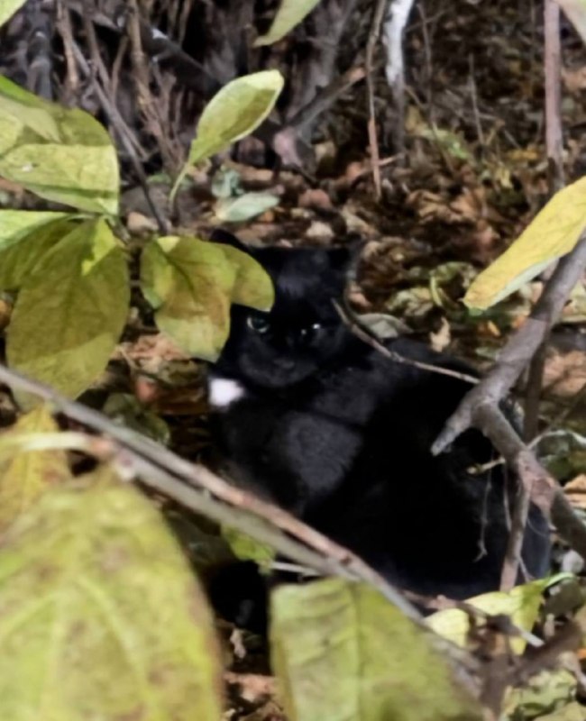 Found cat in Yekaterinburg — identification photo, lost & found pet database Pathfinder