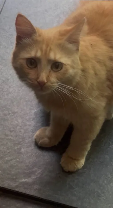 Lost ginger cat in Nemchinovka — identification photo, lost & found pet database Pathfinder