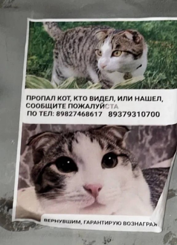 Lost cat, вислоухий in Yekaterinburg — identification photo, lost & found pet database Pathfinder