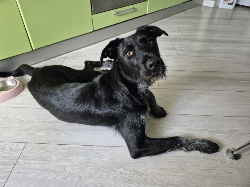 Adoptable black dog, метис драатхара in Moscow — identification photo, lost & found pet database Pathfinder