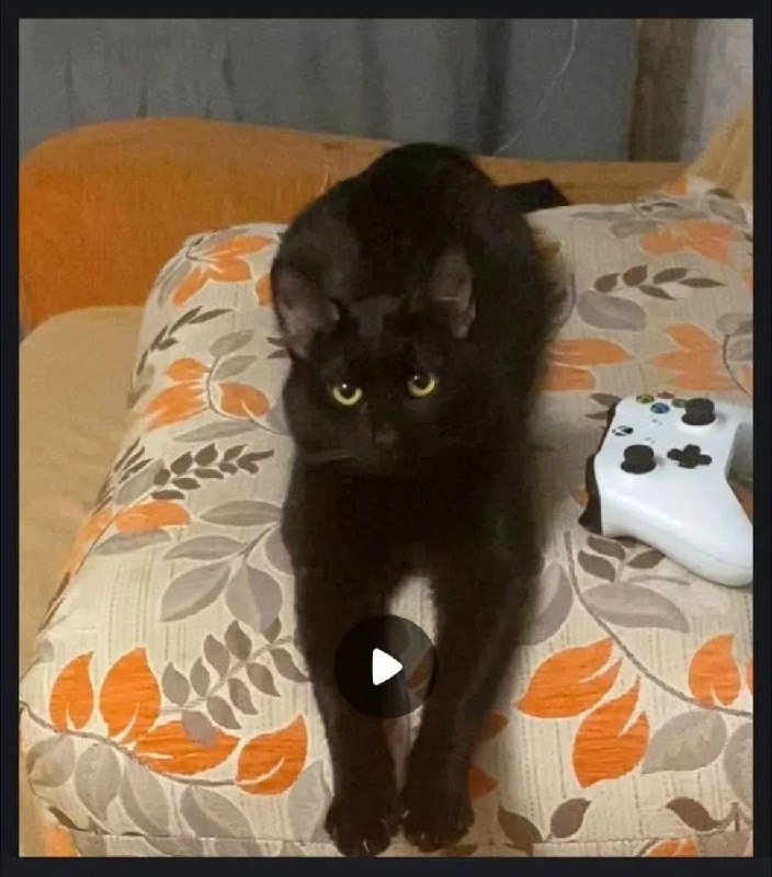 Lost cat in Yekaterinburg — identification photo, lost & found pet database Pathfinder