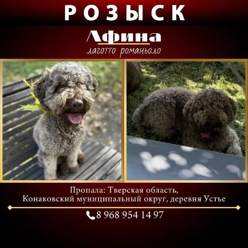Lost brown dog, лаготто романьоло in Uste — identification photo, lost & found pet database Pathfinder