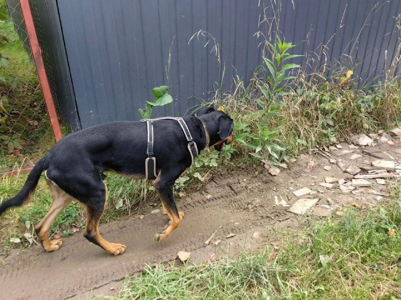 Lost brown dog in Troitsk — identification photo, lost & found pet database Pathfinder