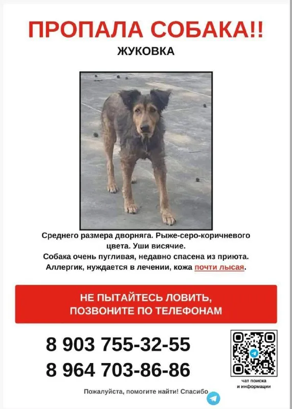 Lost brown dog, дворняга in Zhukovka — identification photo, lost & found pet database Pathfinder
