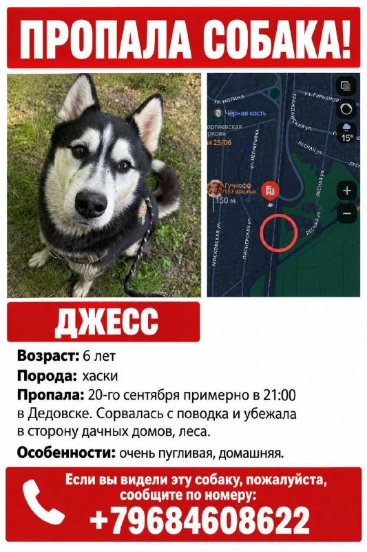 Lost white dog, хаски in Dedovsk — identification photo, lost & found pet database Pathfinder