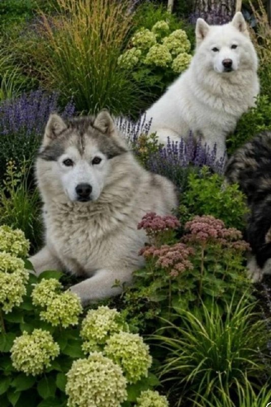 Lost dog, хаски in Noginsk — identification photo, lost & found pet database Pathfinder