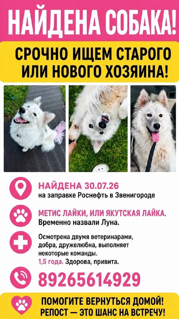Adoptable cream dog, метис лайки / якутская лайка in Zvenigorod — identification photo, lost & found pet database Pathfinder