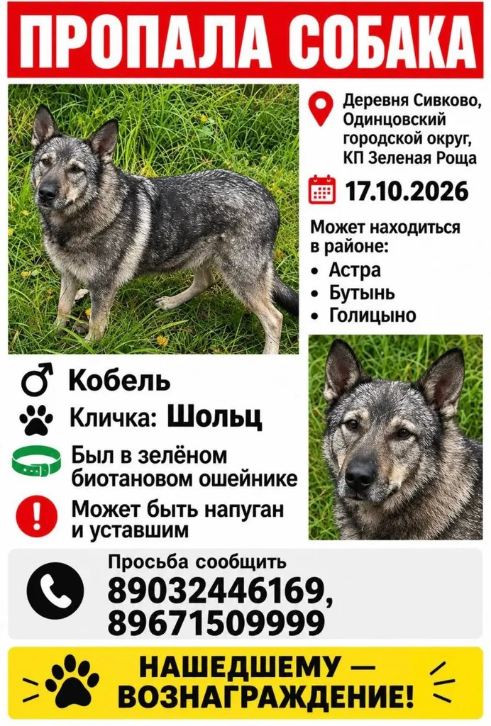 Lost dog in Derevnya Sivkovo — identification photo, lost & found pet database Pathfinder