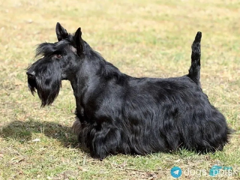 Lost black dog, скотч терьер in Yuao — identification photo, lost & found pet database Pathfinder