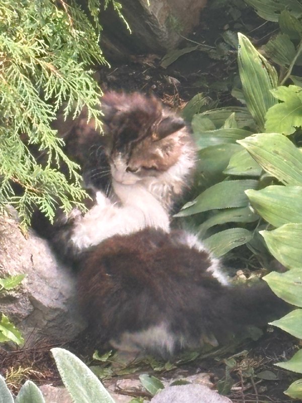 Adoptable white cat in Perm — identification photo, lost & found pet database Pathfinder
