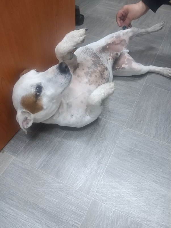 Found dog, джек-рассел-терьер in Omsk — identification photo, lost & found pet database Pathfinder