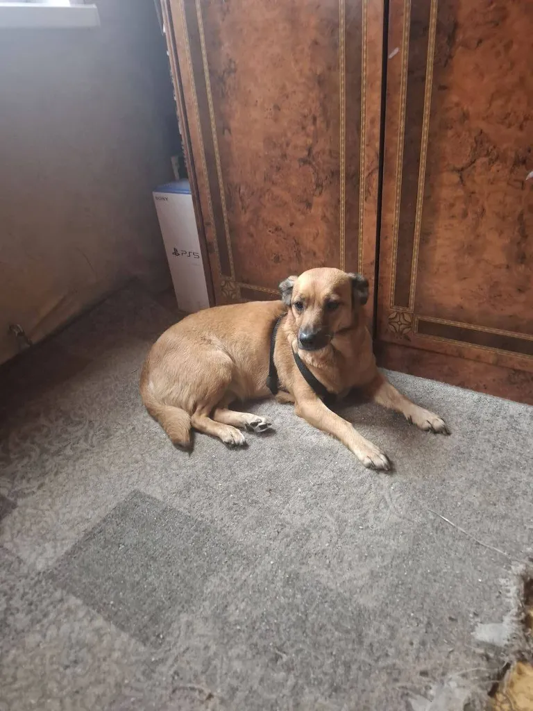 Lost dog, метис in Moskovskiy — identification photo, lost & found pet database Pathfinder