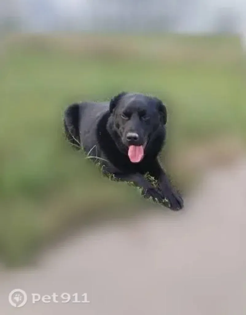 Found dog, метис лабрадора in Troitsk — identification photo, lost & found pet database Pathfinder