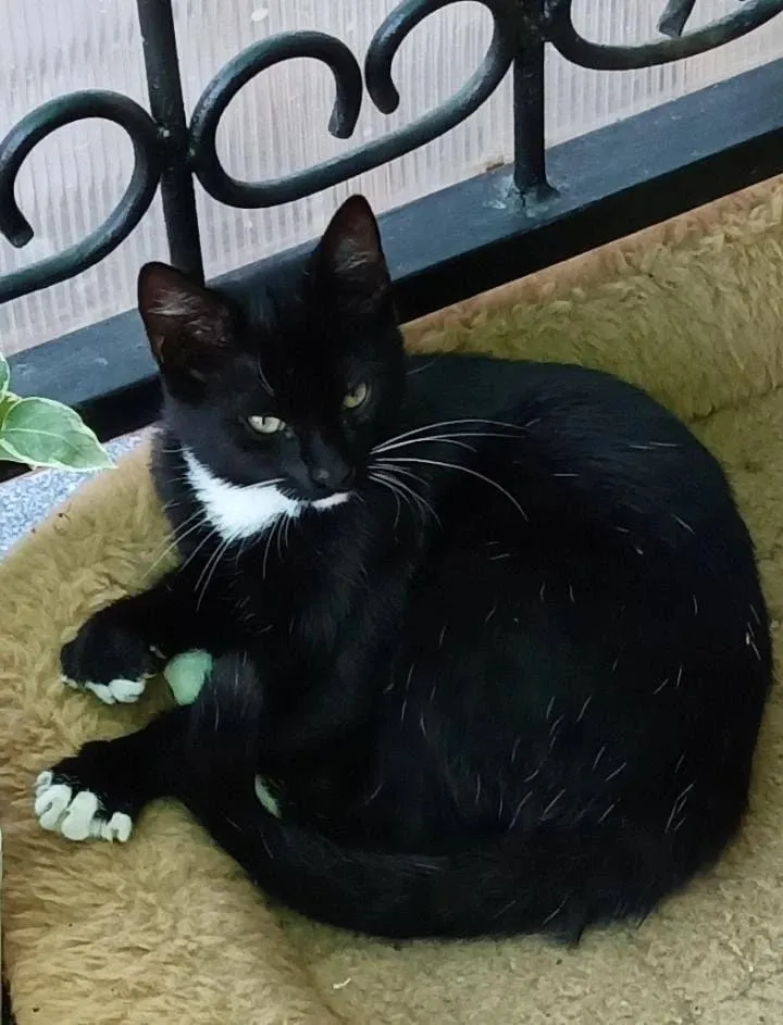Lost cat in Chekhov — identification photo, lost & found pet database Pathfinder
