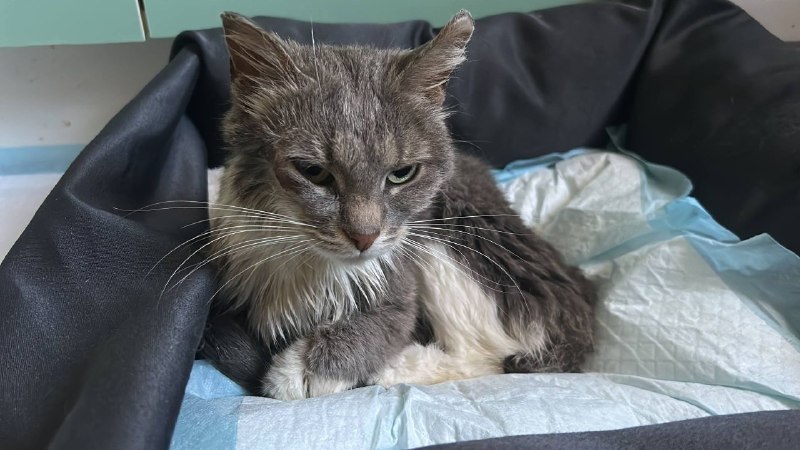 Adoptable white cat in Sestroretsk — identification photo, lost & found pet database Pathfinder