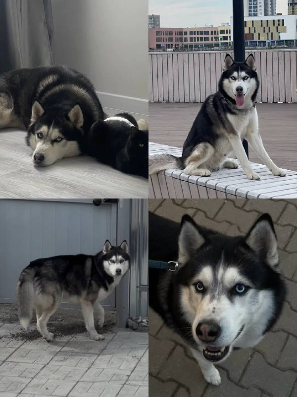 Lost dog, хаски in Sysert — identification photo, lost & found pet database Pathfinder