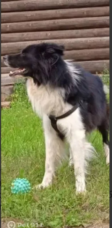 Lost white dog, бордер колли in Kolomna — identification photo, lost & found pet database Pathfinder